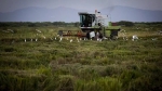 Foto de Economista cubano cuestiona la entrega de tierras a Vietnam para la producción de arroz