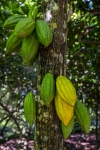 Foto de Cacao y no chocolate: Paccari habla sobre cuatro beneficios desconocidos de este producto