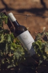 Foto de El primer vino tinto de Andalucía renace bajo un espíritu renovado