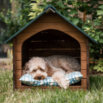 Foto de Por qué es necesaria una caseta para perros durante el invierno