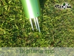 Foto de Estrategias efectivas para el manejo de la maleza Digitaria spp en campos de golf