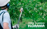 Foto de Viveros Florama: Soluciones profesionales para la poda de árboles en altura