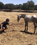 Foto de Yeguada Mater Christi: los mejores caballos PRE en venta