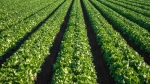 Foto de Los cultivos rotativos y las prácticas sostenibles como pilares del futuro de la agricultura