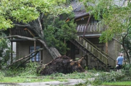 ¿Quién es responsable cuando un árbol cae en la propiedad de un vecino?