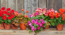 Cuáles son las plantas más resistentes de exterior