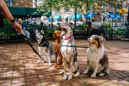 Nueva ley de bienestar animal y la nueva obligación de contratar un seguro para todo tipo de perros