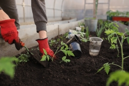 De cómo flores y plantas han crecido con el Covid