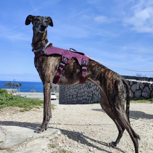 Encuentra la Correa Perfecta para tu Perro: Guía Esencial para Dueños en España