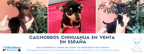 Cachorros chihuahua en venta en España: el compañero perfecto