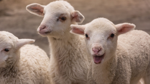 ¡Descubre el secreto de Salud oculto en la Carne de Cordero Serranía de Cuenca!