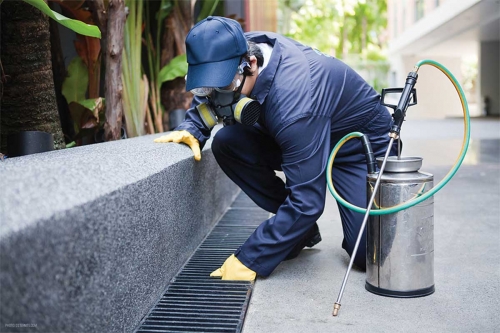 Control de Plagas de Cucarachas: Cómo Eliminar Esta Amenaza en el Hogar y Negocios