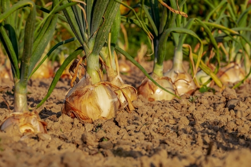 La importancia de la alimentación saludable en la vida