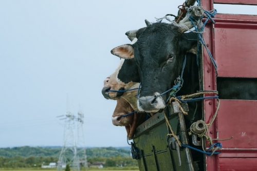 Qué considerar para el transporte de animales