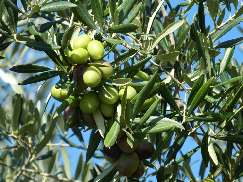 Texturas y delicias: explorando la utilidad de las aceitunas gazpachas en la mesa