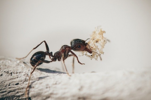 Cómo acabar con las plagas de insectos