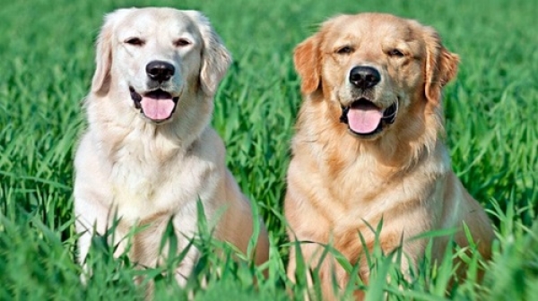 Cómo diferenciar a un labrador de un golden