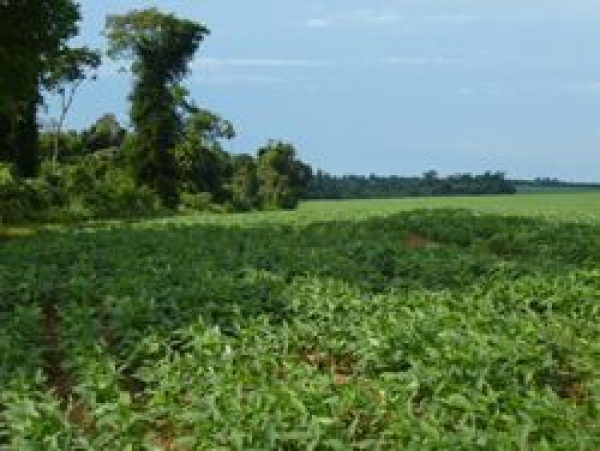 El CCP aprueba el dictamen sobre la privatización de la pública 'Colonización y Transformación Agraria, SA'