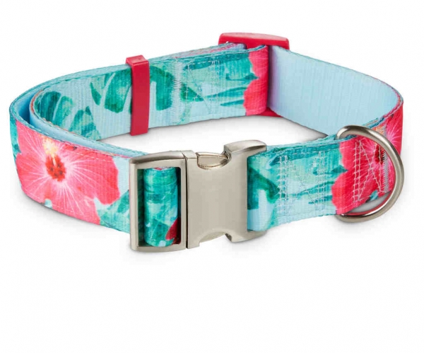 Exploring the world of dog collars