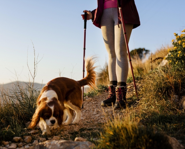 Disfrutar de Puebla en compañía: 8 tips para viajar con mascotas