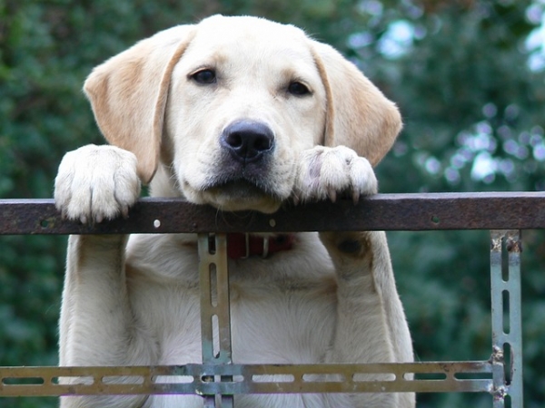 El temperamento del Labrador Retriever: ¿Qué lo hace tan especial?