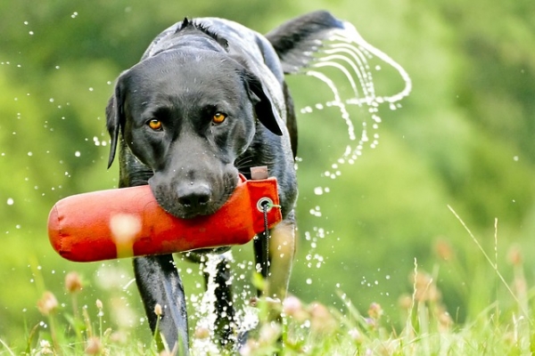 Entrenamiento básico para Labradores de caza