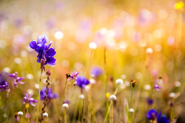 Cómo regar diferentes tipos de orquídeas