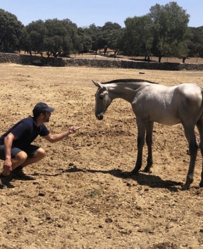 Yeguada Mater Christi: los mejores caballos PRE en venta