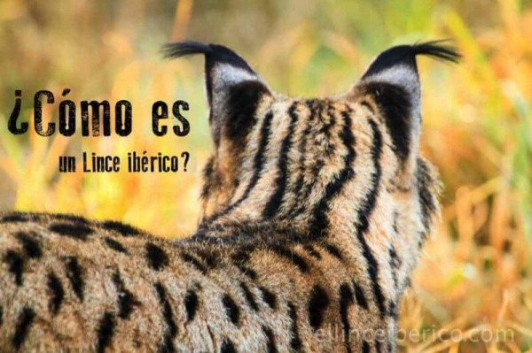 ¿Cómo es un lince? Características del lince ibérico