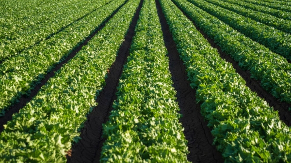 Los cultivos rotativos y las prácticas sostenibles como pilares del futuro de la agricultura