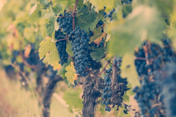 Descubriendo los Múltiples Usos del Vino en tu Vida Diaria