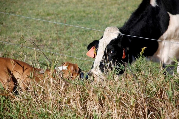 Todo lo que necesita saber sobre pesos de animales para pesar animales