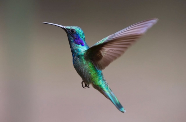 Where Do Hummingbirds Live?