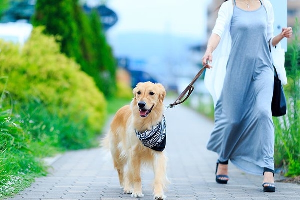 ¿Por qué debo sacar a pasear a mi perro?