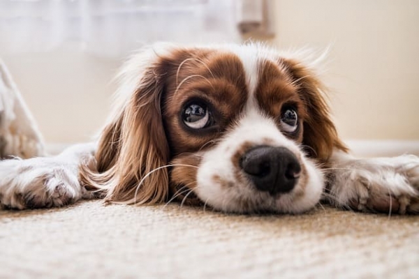 Seguro para mascota: Protección para tu fiel compañero