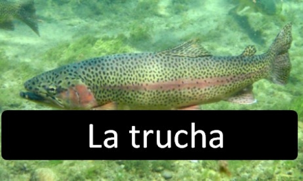 Las truchas